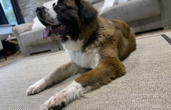 Las mejores alfombras para una casa con mascotas